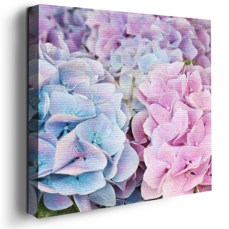 HYDRANGEA CANVAS