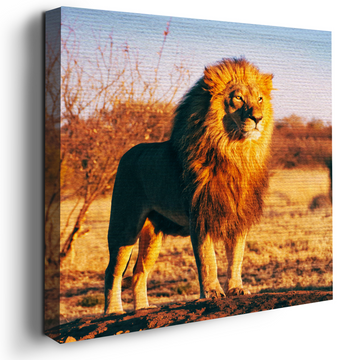 LION CANVAS DECOR