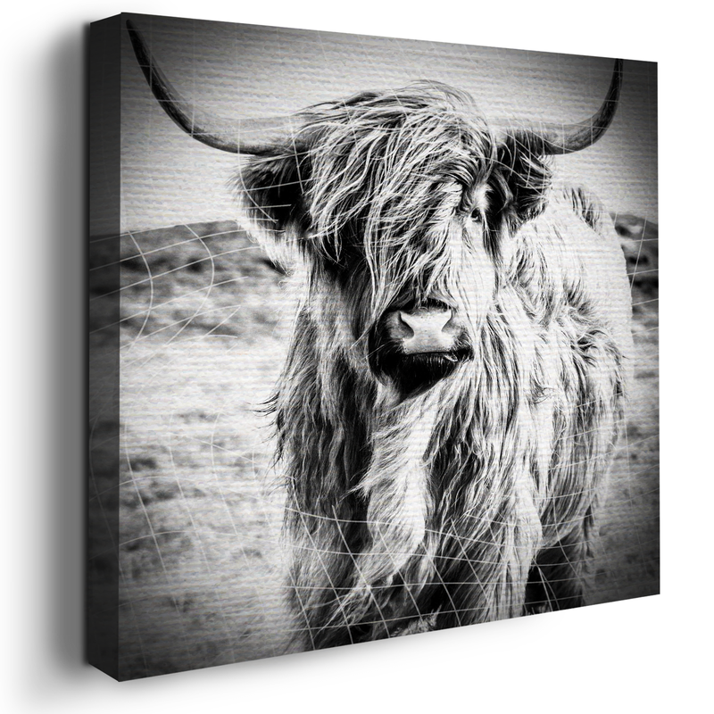 HIGHLAND COW CANVAS DECOR