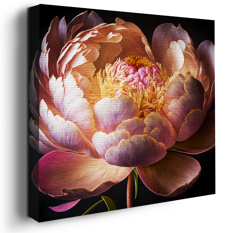 PEONY CANVAS