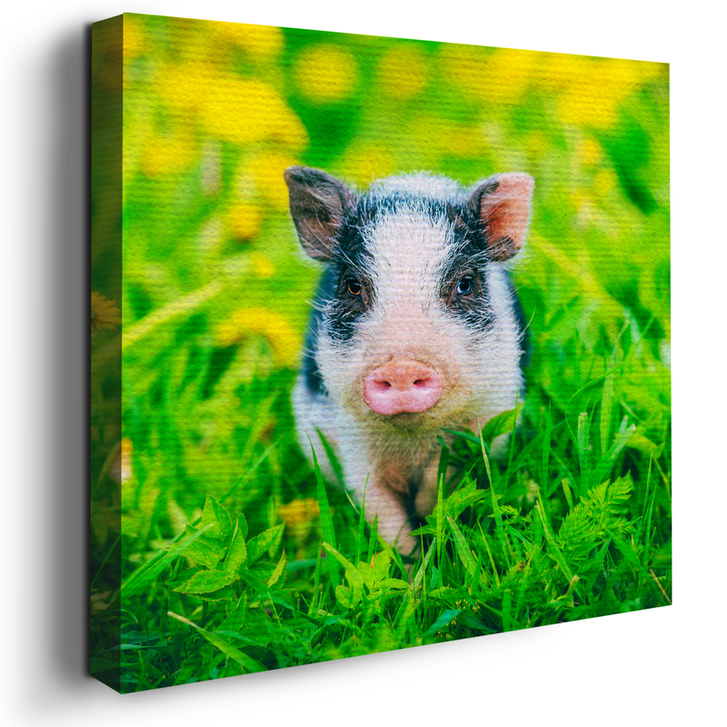 MINI PIG DECOR CANVAS