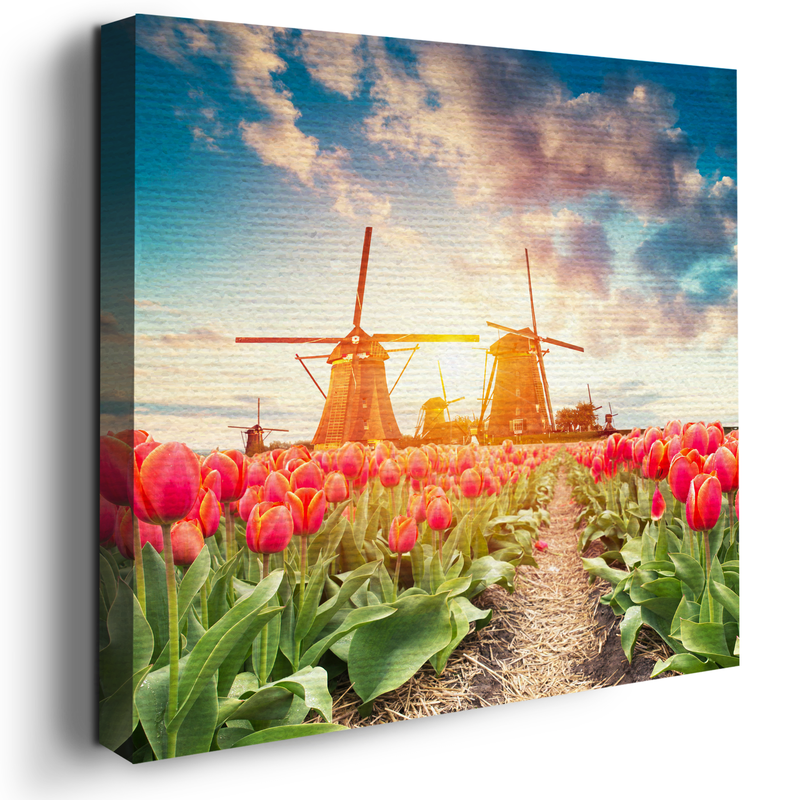 TULIP FIELD CANVAS