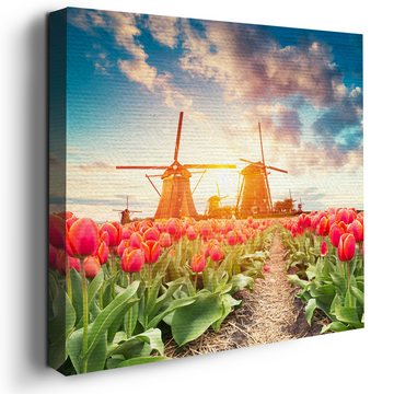 TULIP FIELD CANVAS