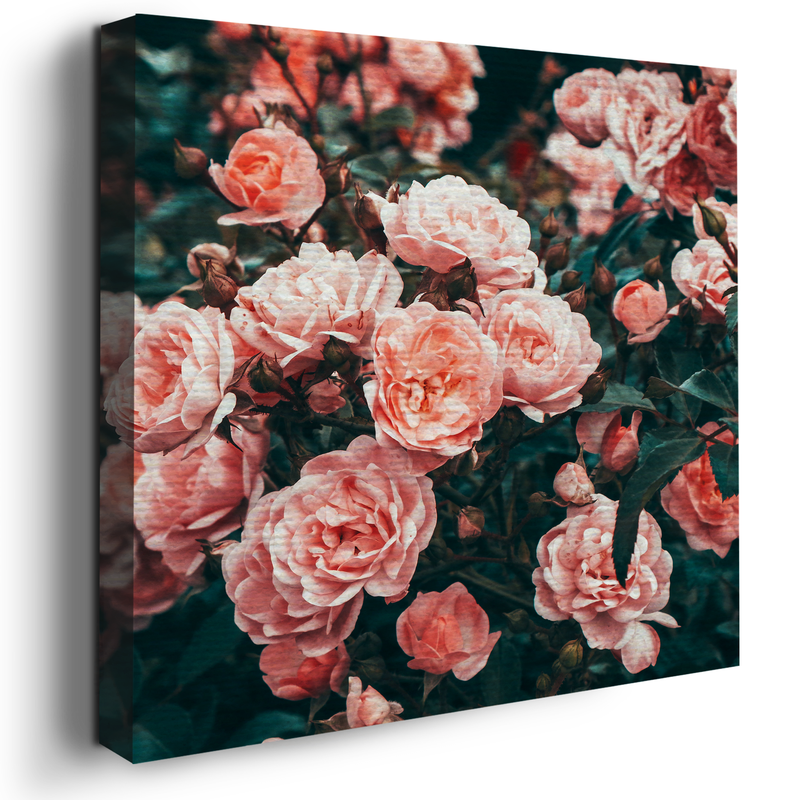 PINK ROSES CANVAS